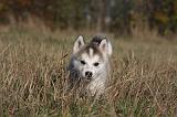 ALASKAN MALAMUTE 488